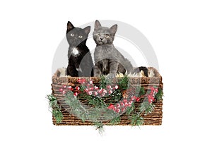 Two adorable three months old kittens, a grey, and a black with white one, in a wicker basket, decorated with pine twigs and holly