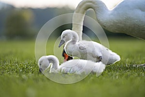 Two adorable young fluffly baby swans in bright green grass