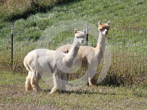 Two adult alpacas