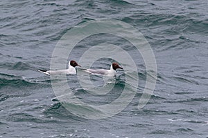 Two adult, Black-headed Gulls, Chroicocephalus ridibundus.