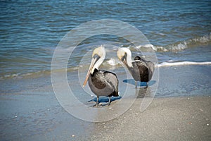 Two Adult Brown Pelicans in the Surf