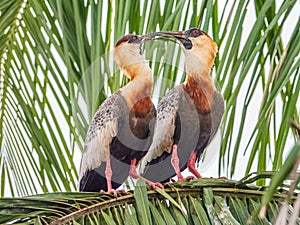 Two Adult Buff Necked Ibis