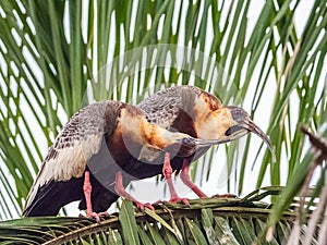 Two Adult Buff Necked Ibis