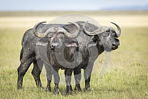 Two adult buffalo bulls standing alert in Masai Mara in Kenya