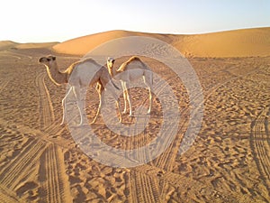 Two adult camels playing together in desert