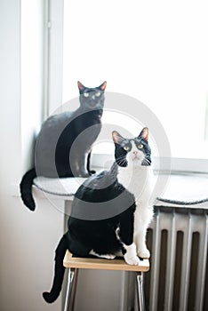 Two adult cats looking up