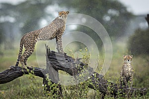 Two adult cheetah sitting on a dead and wet tree branch in the rain in Ndutu in Tanzania