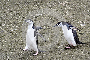 Two adult Chinstrap penguins chasing each other across the dirt, Aitcho Islands, South Shetland Islands, Antarctica