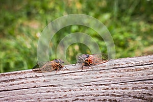 Two adult cicadas Tibicina haematodes