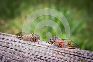 Two adult cicadas Tibicina haematodes