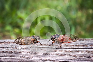 Two adult cicadas Tibicina haematodes