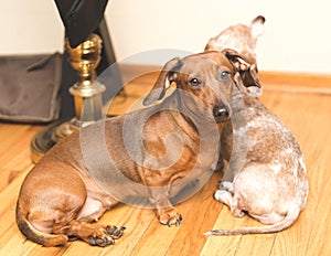 Two adult dachsunds sitting next to each other