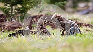 Two adult eagles in a territorial fight with winning bird looking at defeated