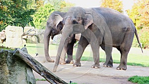 Two adult elephants standing at the zoo. feeding eat hay