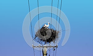 Two Adult European White Stork in nest on top of electric pillar on blue sky background