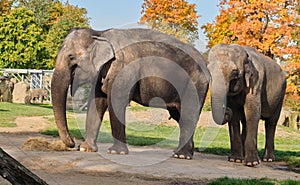 Two adult family elephants male female standing zoo Praha feeding eat hay autumn