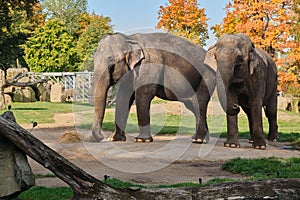 Two adult family elephants standing at the zoo Praha. feeding eat hay in autumn