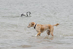 Two adult female dog enjoying summer in the beach