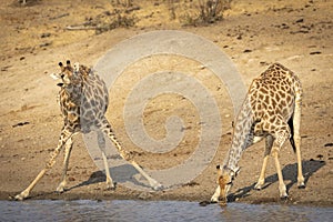 Two adult female giraffe drinking water in Kruger Park in South Africa