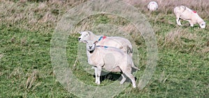 Two adult female sheep on a green grass - Scotland