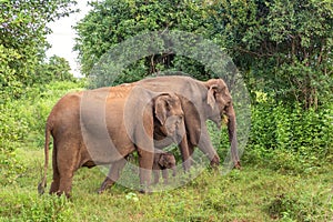 Two adult females of the Ceylon elephant with a newborn baby elephant