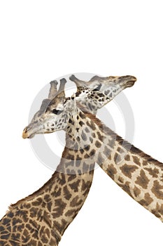 Two adult giraffe males with their necks crossed and isolated on white in Masai Mara in Kenya