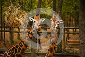 Two adult giraffes feeding at the Zoo