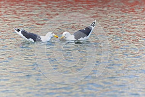 Two adult great black-backed gull (Larus marinus) swimming and fighting for a fish.