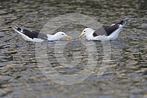 Two adult great black-backed gull (Larus marinus) swimming and fighting for a fish.