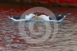Two adult great black-backed gull (Larus marinus) swimming and fighting for a fish.