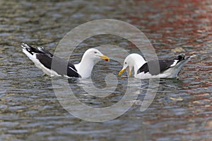 Two adult great black-backed gull (Larus marinus) swimming and fighting for a fish.