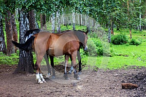 Two adult horses standing on a path in the woods