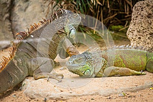 Two adult iguanas are resting on the sand next to a cactus