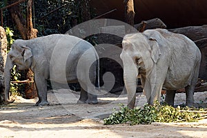 Two adult Indian elephants in Latin called Elephas maximus indicus living in captivity.