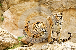 Two adult Indochinese tigers.