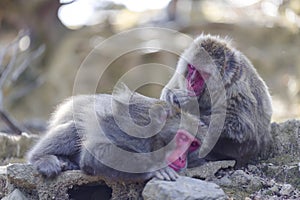 Two Adult Japanese Macaque at Arashiyama Monkey Park Iwatayama in Kyoto, Japan