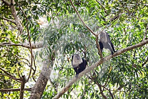 Two adult lion-tailed black and grey macaques fight on tropical tree bunches