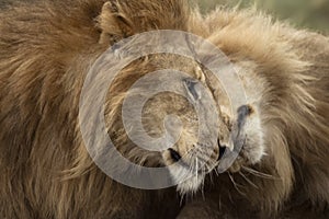 Two adult lions, Serengeti National Park