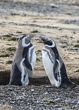 Two adult Magellanic penguins from Magdalena island in Chile