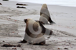 Two adult male Australian Sea Lion walking on the beach ,South Australia