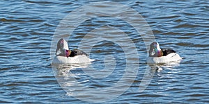 Two Adult Male Bufflehead