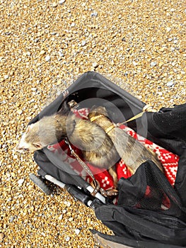 Two adult male sable ferrets at Seaford East Sussex