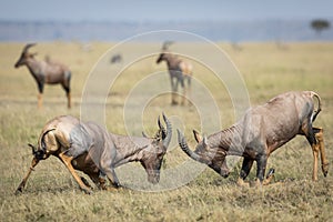 Two adult male topi fighting in Masai Mara in Kenya