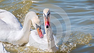 Two adult Mute Swan fighting   chasing each other in the water