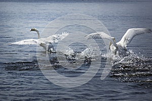 Two adult Mute Swan fighting , chasing each other in the water. One white swan nibbles another swan with its beak. The mute swan,