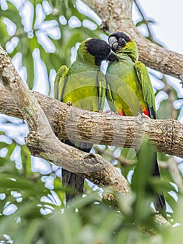 Two Adult Nanday Parakeets