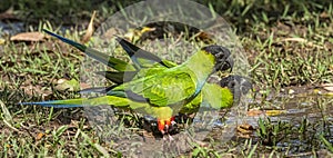 Two Adult Nanday Parakeets