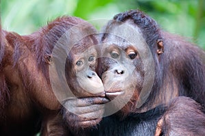 Two adult Orangutans share intimate moment and kiss