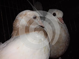 Two Adult Pigeon Close Shot Photo