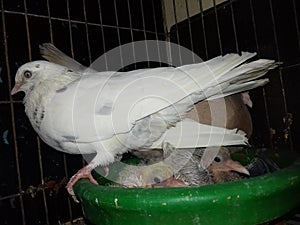 Two Adult Pigeon & Two Babe Pigeon Photo